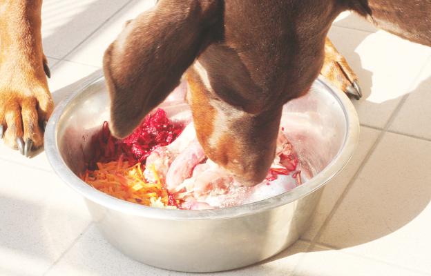 куче пробиотик