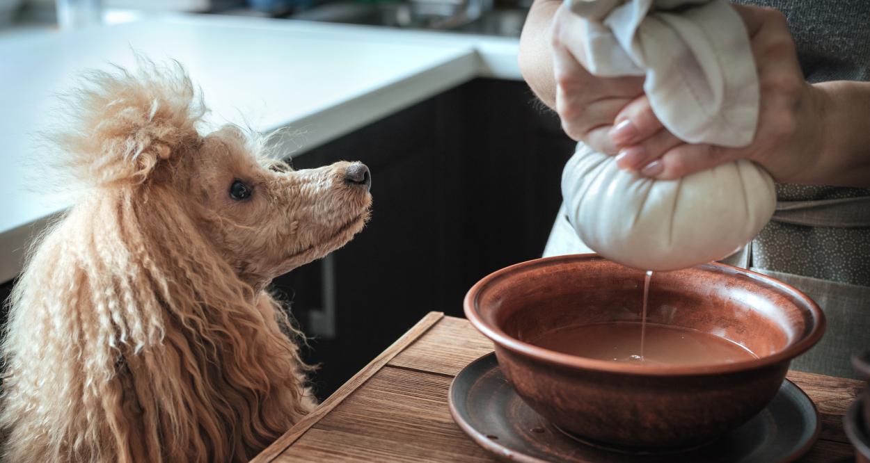 куче пробиотик