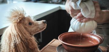 Домашни пробиотици за кучета: малките помощници на доброто храносмилане