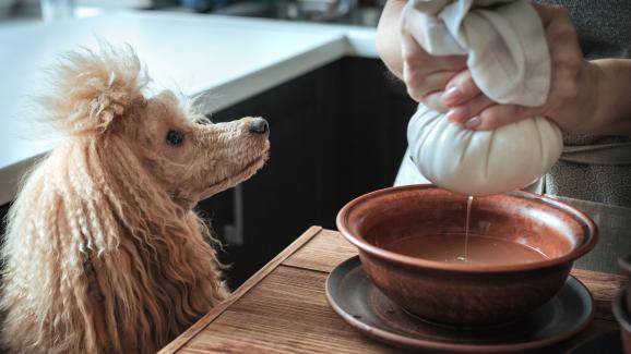 куче пробиотик