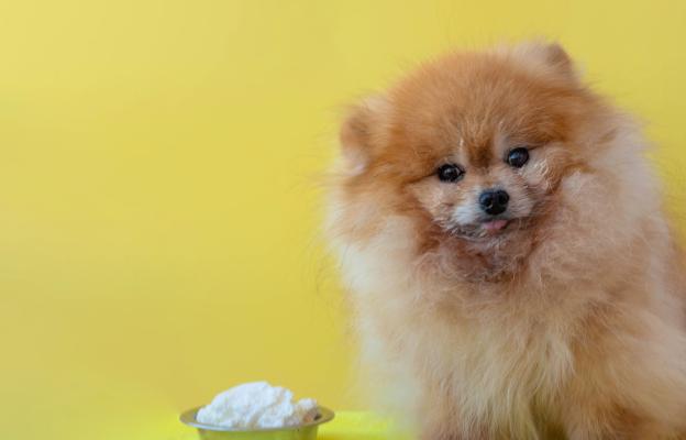 куче пробиотик