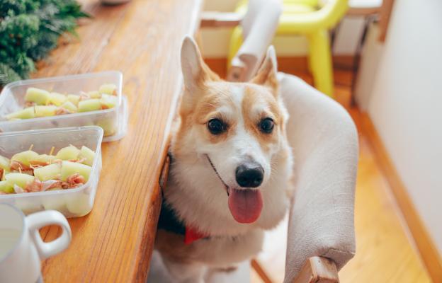 куче пробиотик