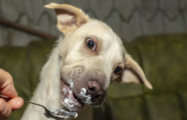 куче пробиотик