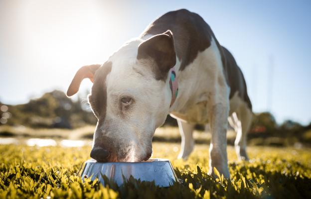куче не иска да яде