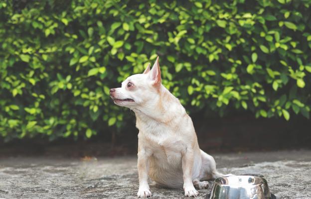 куче не иска да яде