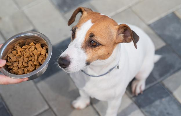 куче не иска да яде