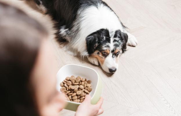 куче не иска да яде