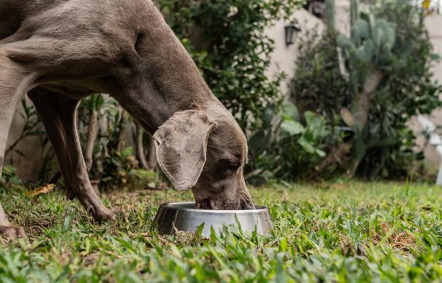 куче не иска да яде