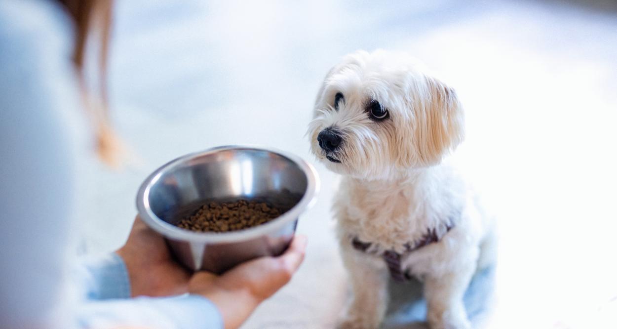 куче не иска да яде