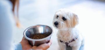 4 възможни причини защо кучето ви отказва да яде