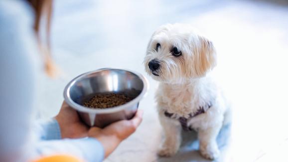 куче не иска да яде