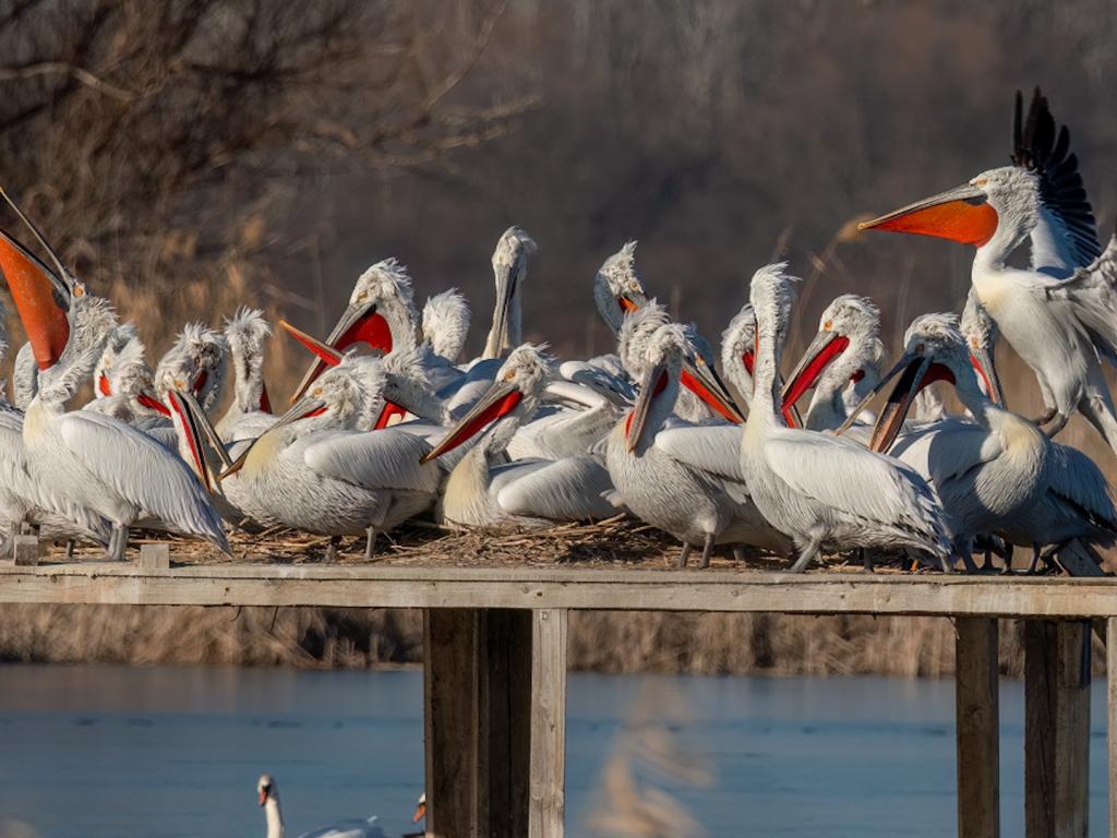 Укрепват платформите на пеликаните
