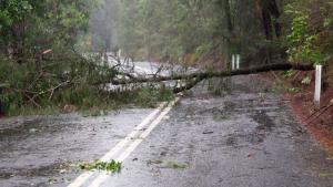 паднало дърво