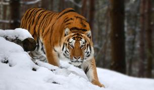 <p>&quot;Тигрите са гладни&quot;: Ужасът в Сибир</p>