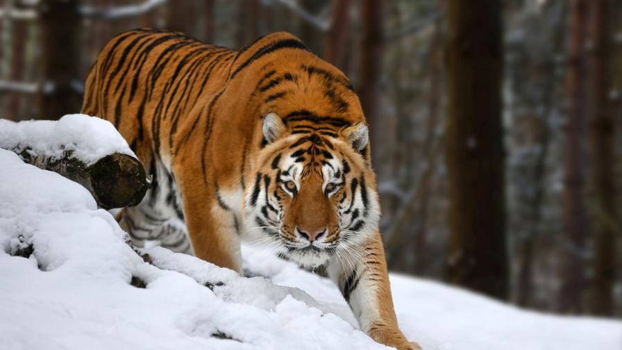 <p>&quot;Тигрите са гладни&quot;: Ужасът в Сибир</p>