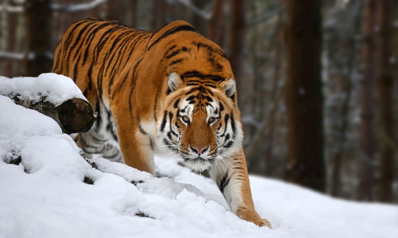 "Тигрите са гладни": Най-голямата голяма котка в света ужасява Сибир