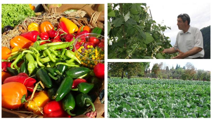 w - Калий и калций пазят домати и пипер от върхово гниене!