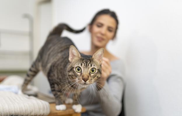 домашна котка