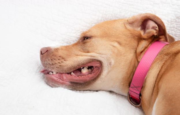 куче анемия