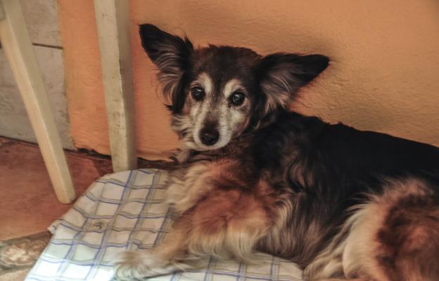 куче анемия