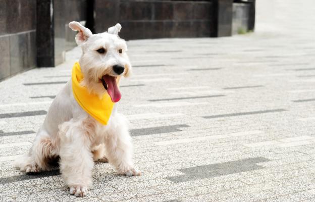 куче анемия