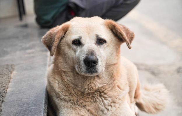 куче анемия