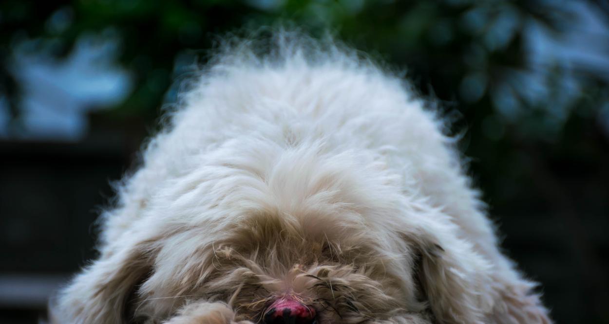 куче анемия