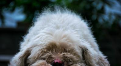 куче анемия