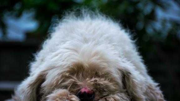 Анемия при кучетата - какво трябва да знаем