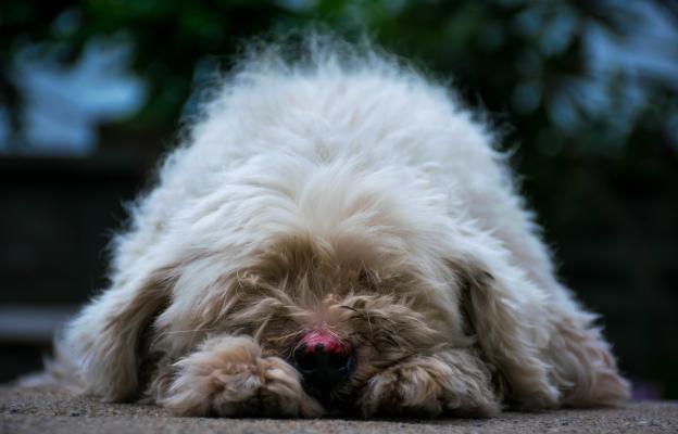 куче анемия