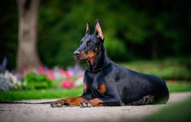 Доберман