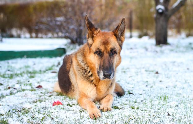 Немска овчарка