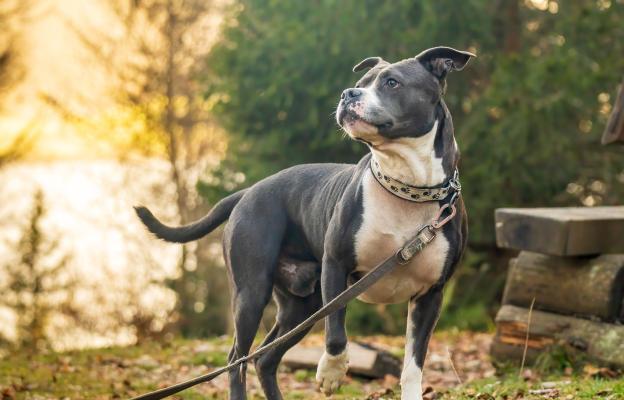 Стафордширски бултериер