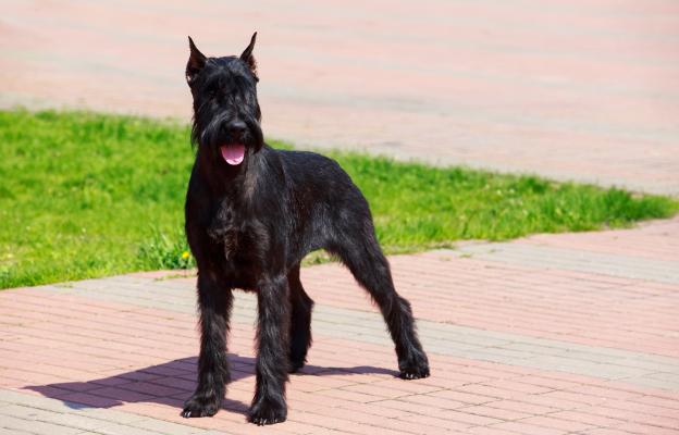 Ризеншнауцер