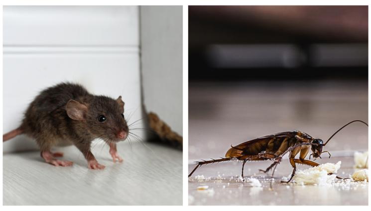 w - След ремонта на Топлофикация в „Дружба 2“: Мишките и хлебарките аут от блоковете!