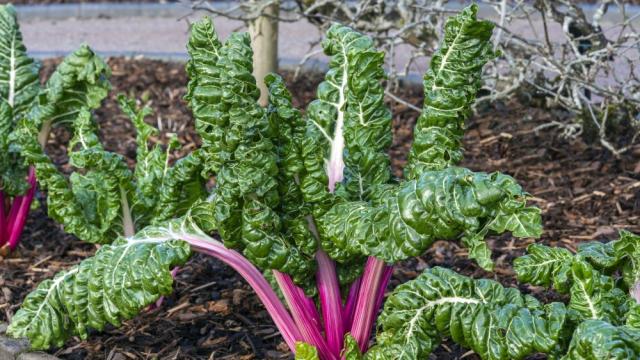 Манголд – забравеното съкровище сред зеленолистните
