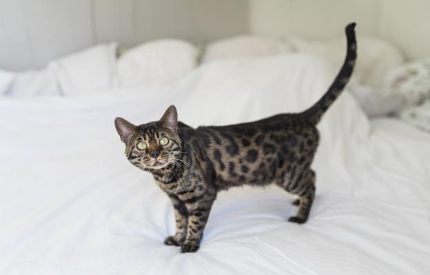 домашна котка с вдигната опашка