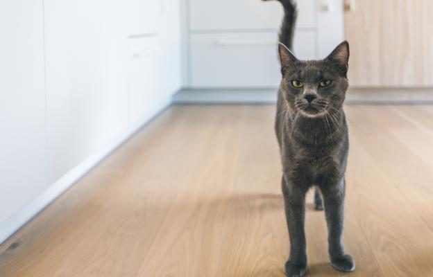 домашна котка с вдигната опашка