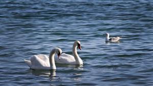 лебеди Варна море