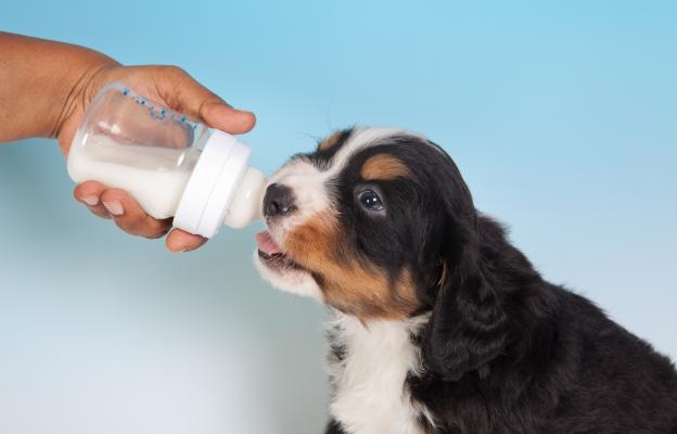 кученце храна