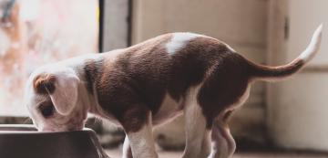 Скритите рискове от твърде ранната социализация на кученцето ви