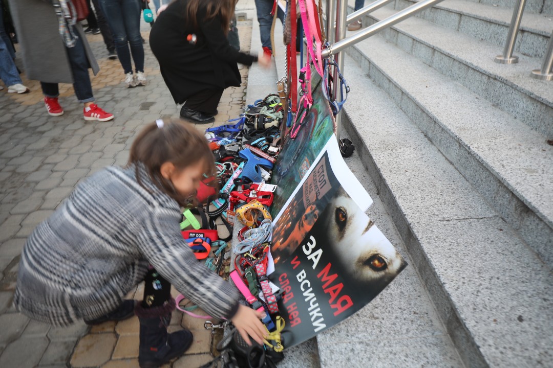 <p>Протест срещу насилието над животни се проведе пред ВМА. Протестът е организиран от &quot;Приятели на Мечо&quot; и &quot;Невидими животни&quot;. Повод за недоволството е прегазването на кучето Мая в София. Протестиращите искат &quot;Справедливост за Мая&quot;. Протестиращите настояват ВМА да уволни доктор Ненад Цоневски, който беше заснет да минава с автомобил през кучето пред гараж в квартал &quot;Разсадника&quot;.</p>