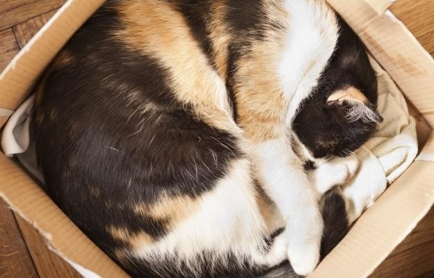 Котка и картонена кутия