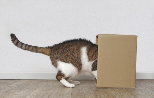 Котка и картонена кутия