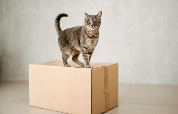 Котка и картонена кутия