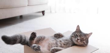 Защо котките обичат да играят с кашони?