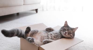 Котка и картонена кутия