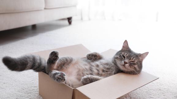 Защо котките обичат да играят с кашони?