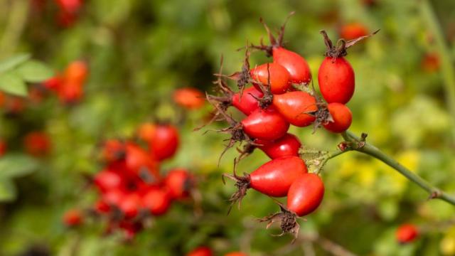 Шипката – червеното злато, което лекува от векове