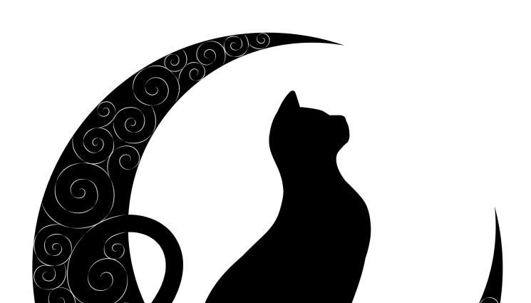 черна котка